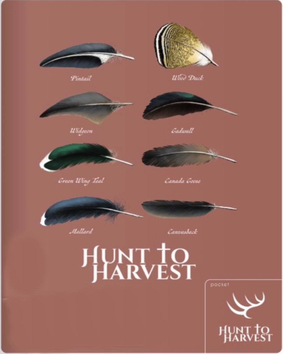 Short Sleeve Feather Collection - Clay - Hunt to Harvest